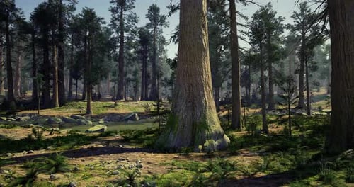 La luz del sol se filtra a través de árboles altos en un paisaje forestal sereno