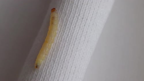 Moth Larva Creeping Up On Knitted Clothing. shot