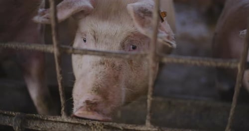 Swine Pigs Husbandry Modern Pig Farm Livestock Farm Pork Production