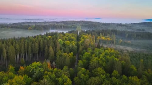 cinematic flight in the morning in a forest
