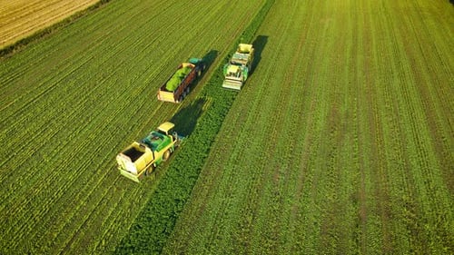 String Beans Combines and Tractor with Trailer Collects Green Fresh Harvest in Field