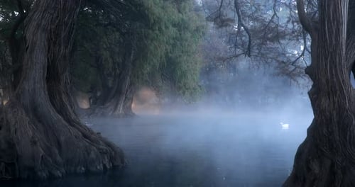 Plusieurs arbres émergent très tôt d'un magnifique lac lorsque l'eau s'évapore et que des canards s'y baignent