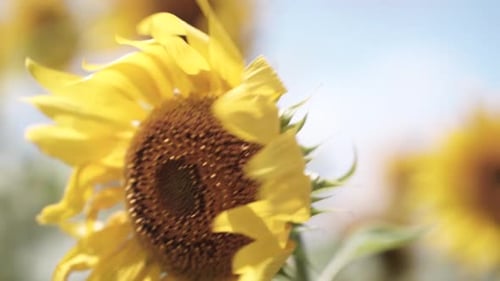 blooming sunflower on the field