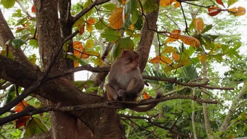 Monkey Sitting on Thick Tree Branch Surrounded by Autumn Leaves in Soft Overhead Forest View,