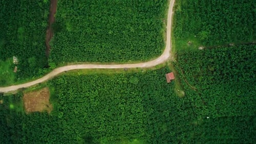 Forest Aerial View - 4K