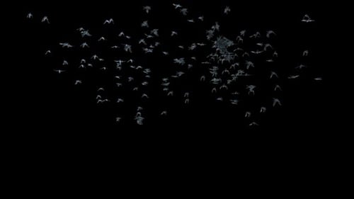 Realistic Flock of Birds Flying Alpha Channel Animation