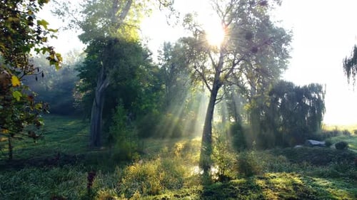 The Sun Shines Through the Branches of a Large Tree Near a Pond in a Meadow
