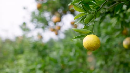 Close-up slow panning shot of single ripe orange hanging from leafy branch gently swaying in soft br