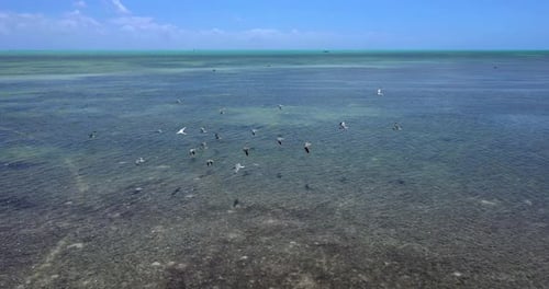 Tropical Ocean Landscape, Birds Flying Over Ocean Waves, Aerial Drone Aerial