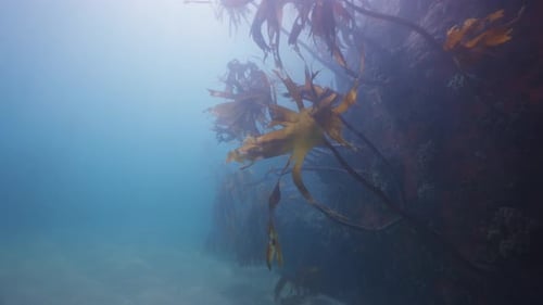 Underwater Seaweed Forest Swaying Gently in Ocean
