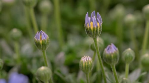 Blue Flower Blooming Time Lapse in Garden