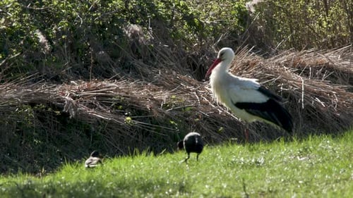 Ein Storch, der in der Nähe eines kleinen Baches steht