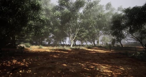Lush Forest Landscape with Mist Enveloping Trees During Early Morning Hours