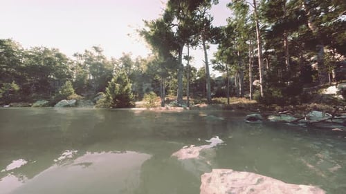Blue Water in a Forest Lake with Pine Trees