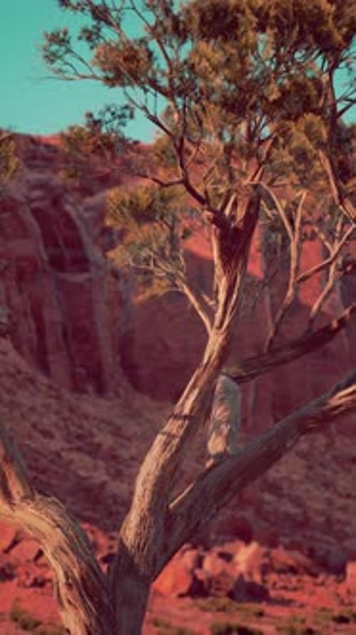 Lone Tree Standing in Nevada Desert
