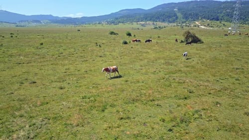 Aerial View of Herd of Cows