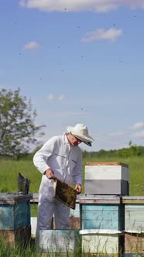 Apiary in summer on field. Beekeeper in protective suit examining bees in a summer day.