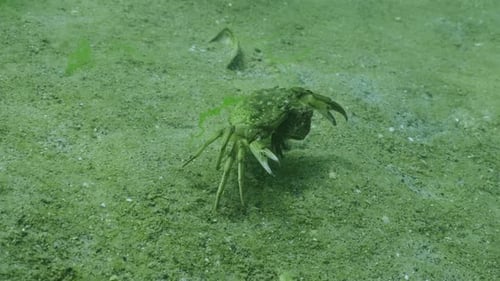 Male green crab holds female under him and runs with her along sand seabed