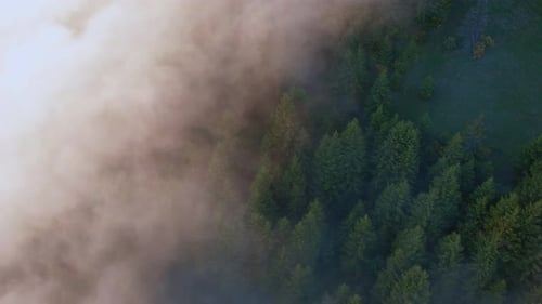 Flying Above The Foggy Forest