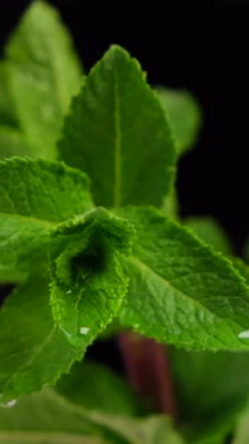 Fresh Green Mint Leaves with Water Droplets