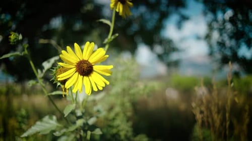 Capture the vibrant beauty of wild sunflowers dancing in a field, showcasing the allure of nature's