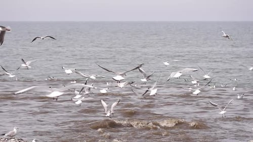 Flock of seagulls over waves. Ocean storm .