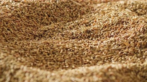Wheat grain background camera movement