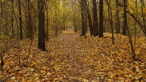 Ruhige Herbstwaldszene mit sanftem Nebel und leuchtenden abgefallenen Blättern