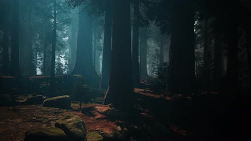 Sequoia Forest With Abundant Trees and Rocks Dark Forest