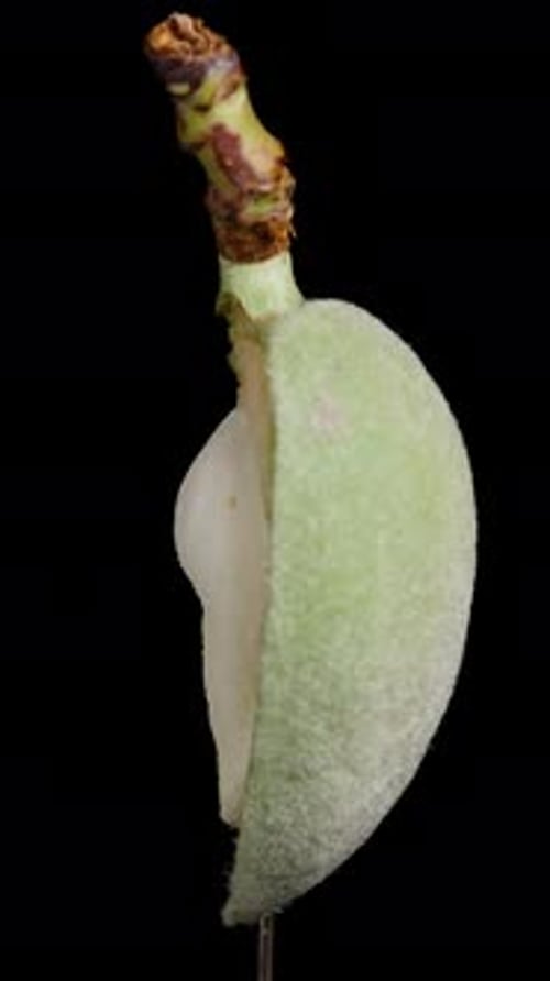 Vertical video. Cyclic rotation of half a green almond with a white kernel inside.
