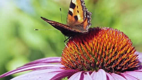Extreme close up macro shot of orange Small tortoiseshell butterfly collecting nectar from purple co