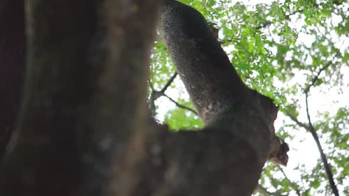 change in focus, close up of tree trunk texture