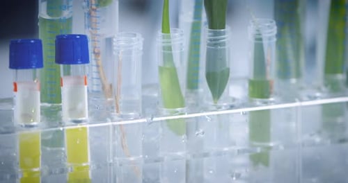Branch with sprouts in test tube experiment with green nature organic plants, herbs and liquids