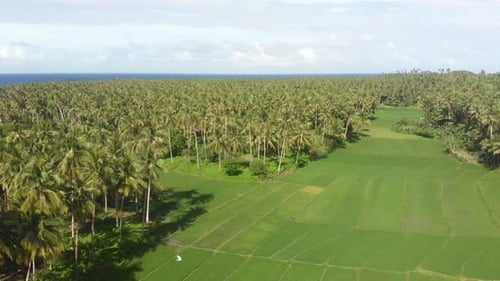 Aerial view of green rice fields surrounded by palm trees, Siargao, Philippines
