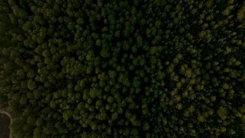 Vue du dessus de la forêt mystérieuse, mouvement fluide autour de son axe, arrière-plan parfait