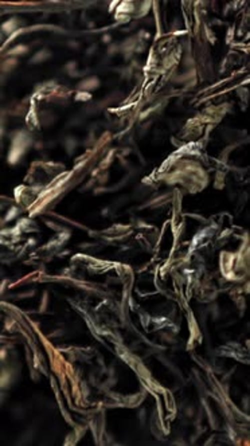 Dry Tea Flies Up and Down Filmed on a Highspeed Camera at 1000 Fps
