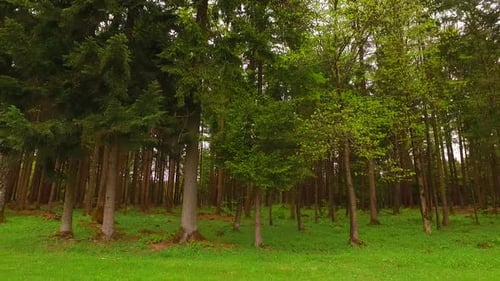 Many Tree in Spring Forest