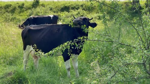 Cows on Pasture in Field Cows Taking Rest on the Field