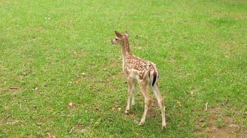 Young Fawn Exploring Green Meadow in Wildlife Preserve