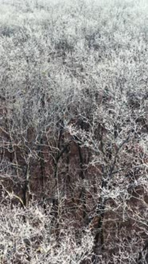 Gefrorene Baumkronen. Wald im Winter. Malerischer Blick auf weiße Bäume ohne Blätter.