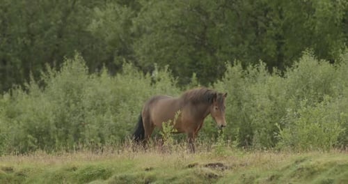 Chevaux paissant dans les fjords au coucher du soleil en Norvège