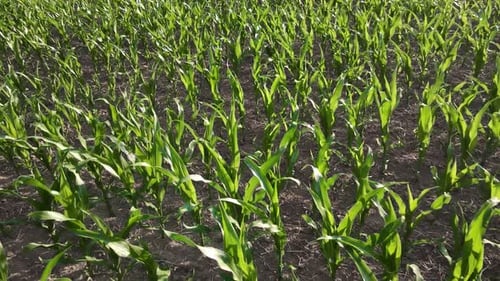 Cornfield Flight Over Maize Stalks Excellent Growth Good Corn Harvest