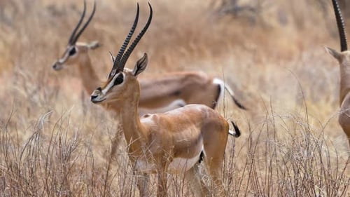 Grant Gazelles Standing in Dry Grassland of Samburu National Reserve Kenya.