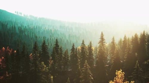 Sunlight in Spruce Forest in the Fog on the Background of Mountains at Sunset