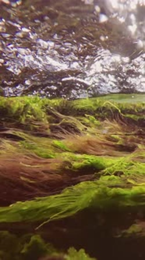 green sea alga Cladophora with Sea lettuce and red alga Polysiphonia wriggling in strong flow