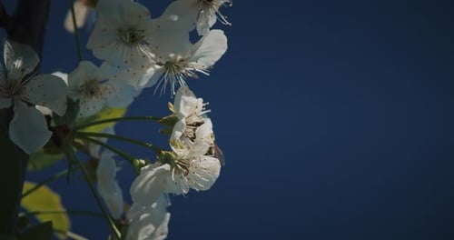 Bee Pollinating White Spring Blossoms Against a Blue Sky