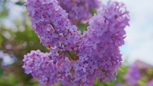 Purple Lilac Flowers Blooming on Bush in Springtime