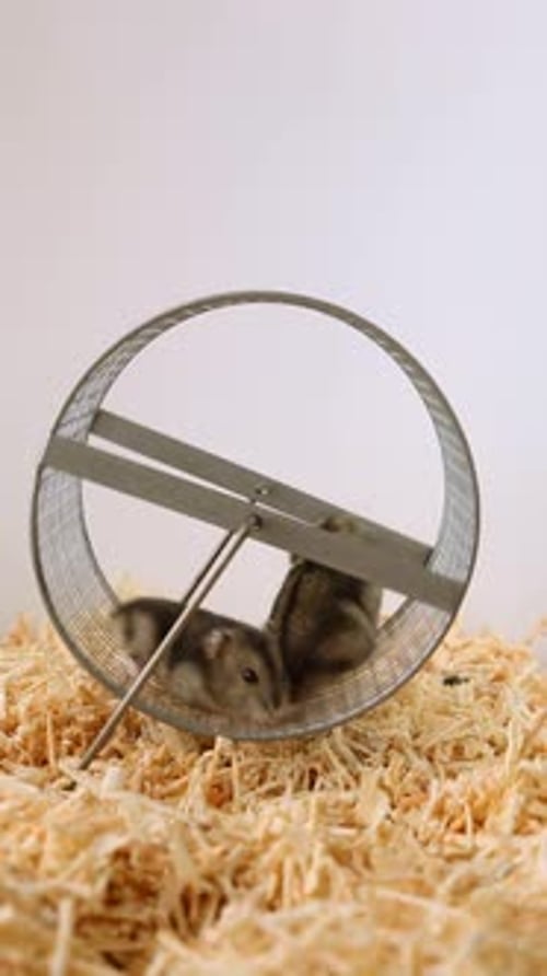 Two Hamsters Playfully Running in Hamster Wheel