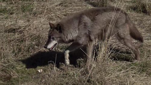 An Alaskan Tundra Wolf name Shasta