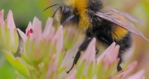 Bumblebee Foraging on Pink Flower, Close Up